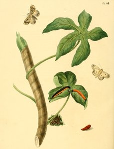 Phalaena ditrapez